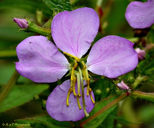 {Rhexia virginica}